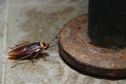  amerikaanse-kakkerlak